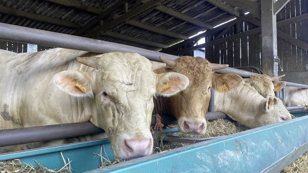 650 jeunes bovins ont été suivis lors de l'engraissement pour collecter des données afin de mettre en place un OAD de détection des maladies respiratoires.