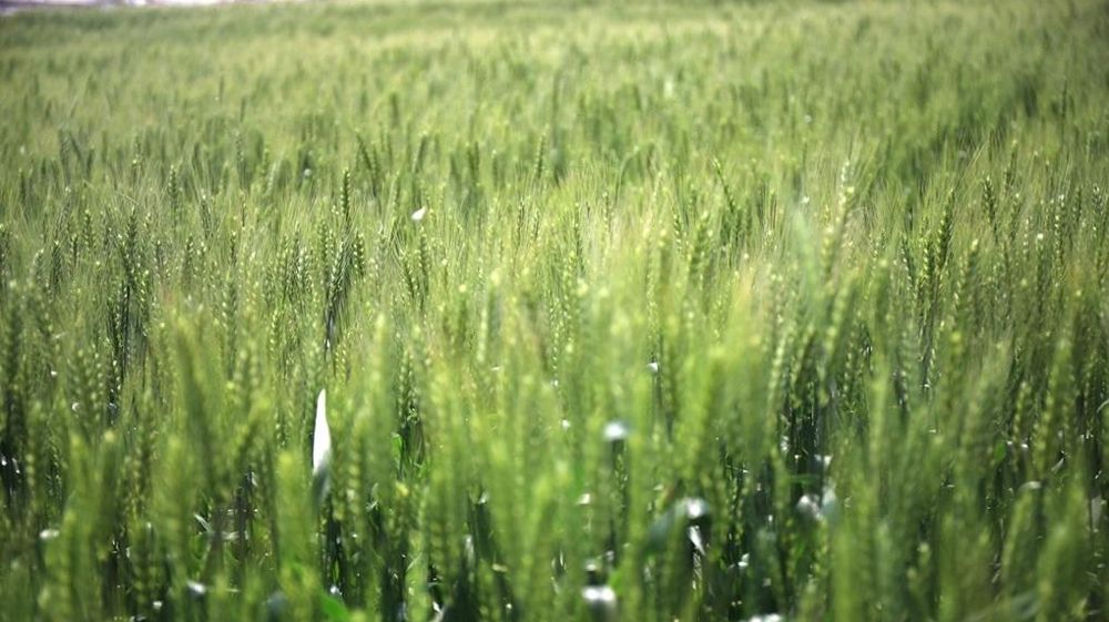 Champ de blé