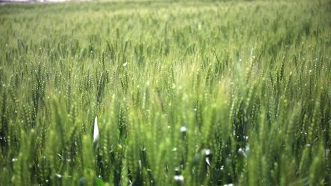 Le projet européen Pro-Wild concentre ses recherches sur les cultures de blé, de betterave sucrière et de colza.