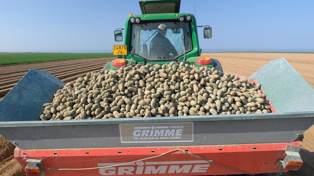 Plantation de pomme de terre