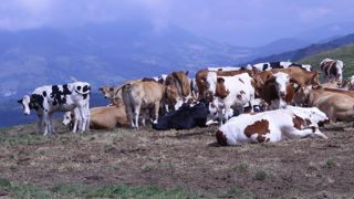 Estives et alpages : préserver la santé des animaux.