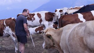 « Le troupeau indemne de besnoitiose porte des boucles vertes et le troupeau non contrôlé des boucles jaunes », explique Pierre Nicolas.