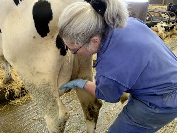 Claire Bréhon soigne une mammite
