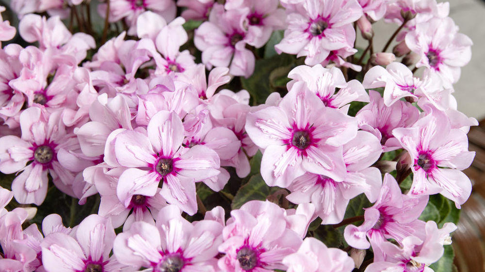 Cyclamen 'Illusia' F1.