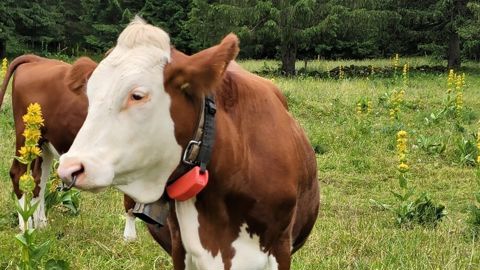 Le collier anti-loup CAL nouvelle génération, avec ultrason et LED renforcé, coûte environ 240 € HT. Le collier anti-loup CAL nouvelle génération, avec ultrason et LED renforcé, coûte environ 240 € HT.