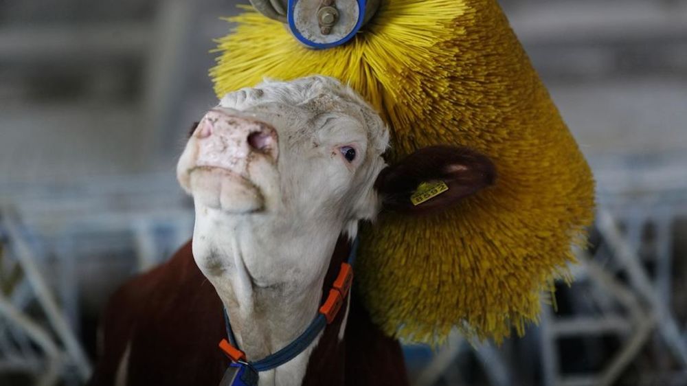 Vache laitière sous une brosse