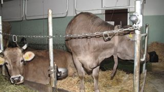 En Suisse, des études montrent que la mise en place d'une litière chaux-paille avec un type d’attache plus permissif améliore le bien-être des animaux.