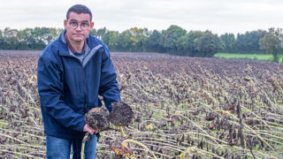 En Vendée, chez Bertrand Mitard, « la récolte de tournesol est vraiment compromise », estime l'agriculteur, qui se pose des questions sur la rentabilité des chantiers. En Vendée, chez Bertrand Mitard, « la récolte de tournesol est vraiment compromise », estime l'agriculteur, qui se pose des questions sur la rentabilité des chantiers.