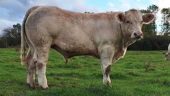 Le jeune reproducteur charolais d'à peine dix mois a fait monter les enchères.