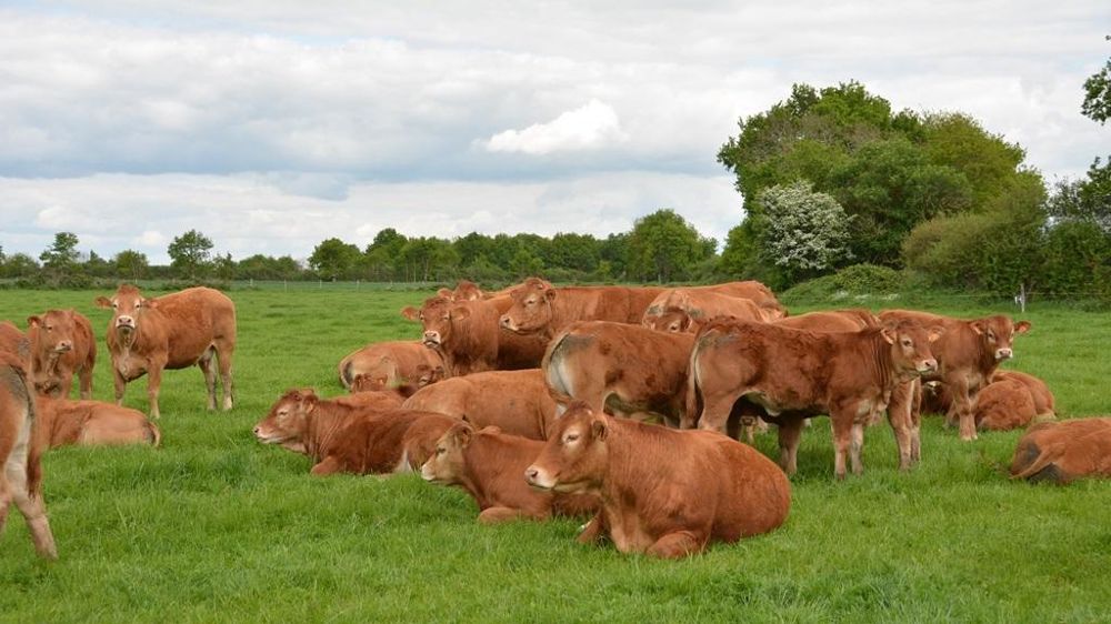 Limousines de la ferme expérimentale de Thorigné d'Anjou