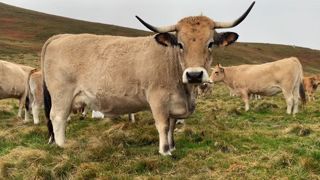 D'après les chiffres du GEB, la race Aubrac est passée de 170 000 têtes en 2014 à 245 000 vaches en 2024. D'après les chiffres du GEB, la race Aubrac est passée de 170 000 têtes en 2014 à 245 000 vaches en 2024.