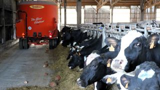 L'alimentation est le deuxième poste le plus chronophage en élevage laitier derrière la traite (sauf en cas de robot).