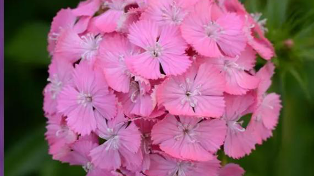 Dianthus barbatus Sweet™. Dianthus barbatus Sweet™.