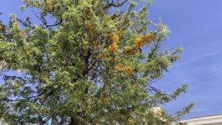 Les fiches espèces proposées dans le cadre du projet Ardem, Arbre de demain en Méditerranée, concernent une cinquantaine d’espèces utilisables dans le sud de la France, dont le Grevillea robusta, utilisé ici en alignement à Perpignan (66).