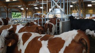 Avec 56 % des fermes enquêtées équipées, le Dac est l’outil connecté numéro un dans les élevages bovins laitiers.