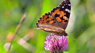 Les scientifiques ont découvert que l'exposition à de très faibles doses de produits chimiques provoquait des changements généralisés dans les processus physiologiques des insectes. Les scientifiques ont découvert que l'exposition à de très faibles doses de produits chimiques provoquait des changements généralisés dans les processus physiologiques des insectes.