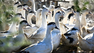 « La vaccination des canards contre l’influenza aviaire hautement pathogène a été une vraie réussite », souligne Fabien Chevalier, président du Cifog. « La vaccination des canards contre l’influenza aviaire hautement pathogène a été une vraie réussite », souligne Fabien Chevalier, président du Cifog.