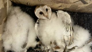En huit mois, une nichée consomme en moyenne 170 kg de micromammifères. En huit mois, une nichée consomme en moyenne 170 kg de micromammifères.