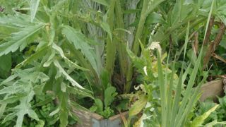 Sensibles au gel, les artichauts doivent être protégés avec l'arrivée de l'hiver.