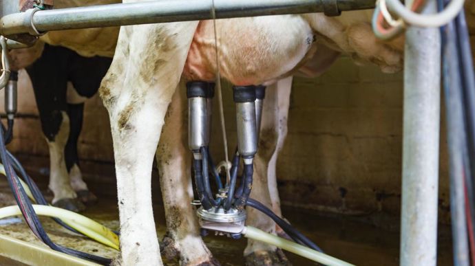 Et vous, avez-vous déjà retardé la mise à la repro d'une vache ? Pour une bonne production ou justement parce qu'elle ne prenait pas à l'IA ? Dites-nous en commentaire !