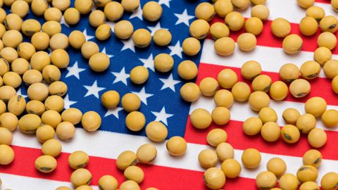 Premier élément notable sur les marchés des grains après l'élection de Donald Trump : la baisse sensible du prix du soja en pré-ouverture à la Bourse de Chicago. Premier élément notable sur les marchés des grains après l'élection de Donald Trump : la baisse sensible du prix du soja en pré-ouverture à la Bourse de Chicago.