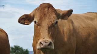 Cet élargissement du fonds à davantage de bénéficiaires se fera a priori à
moyens constants. Cet élargissement du fonds à davantage de bénéficiaires se fera a priori à
moyens constants.
