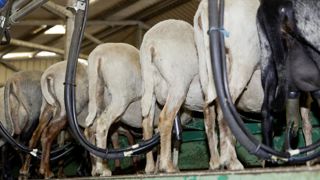 Un premier foyer de FCO 3 a été confirmé ce 8 novembre 2024 en Corse, et des suspicions de cas sont en cours d'analyse. Un premier foyer de FCO 3 a été confirmé ce 8 novembre 2024 en Corse, et des suspicions de cas sont en cours d'analyse.
