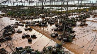 Une pépinière ornementale touchée dans la région de Valence.