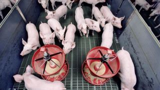 Une sélection des porcs vis-à-vis de leur microbiote intestinal pourrait les aider à affronter des pathologies digestives. Une sélection des porcs vis-à-vis de leur microbiote intestinal pourrait les aider à affronter des pathologies digestives.