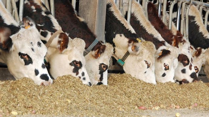 Maïs fourrage : savoir lire son bulletin d’analyses