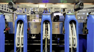 Conçu pour les grands troupeaux, la solution Syngergy d'Afimilk permet de robotiser la traite sans changer l'installation, ni les horaires. Conçu pour les grands troupeaux, la solution Syngergy d'Afimilk permet de robotiser la traite sans changer l'installation, ni les horaires.