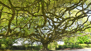 Hêtre pleureur à Bayeux, lauréat de l’arbre de l'année 2023. Hêtre pleureur à Bayeux, lauréat de l’arbre de l'année 2023.