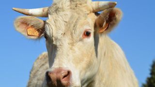Les éleveurs pourront bénéficier d'une avance de 30 % du montant total de l'aide. Les éleveurs pourront bénéficier d'une avance de 30 % du montant total de l'aide.