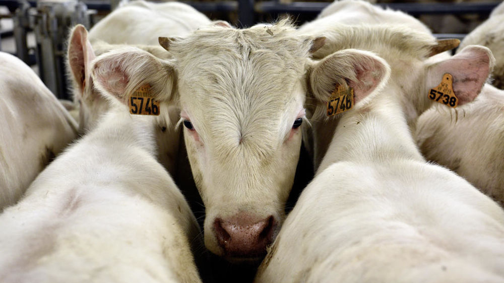 Le nombre de foyers de fièvre catarrhale ovine de sérotype 3 continue de progresser.