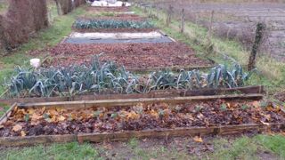 Même au mois de décembre, il y a toujours des travaux à effectuer pour entretenir son potager.