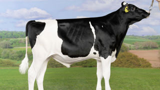 Proposé par One Genetics, Real Syn est numéro un de notre sélection sur l'Isu avec 218 points. Proposé par One Genetics, Real Syn est numéro un de notre sélection sur l'Isu avec 218 points.
