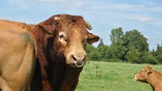 Le Single Step permettra une indexation plus précise des animaux dont on dispose peu d'informations. Le Single Step permettra une indexation plus précise des animaux dont on dispose peu d'informations.
