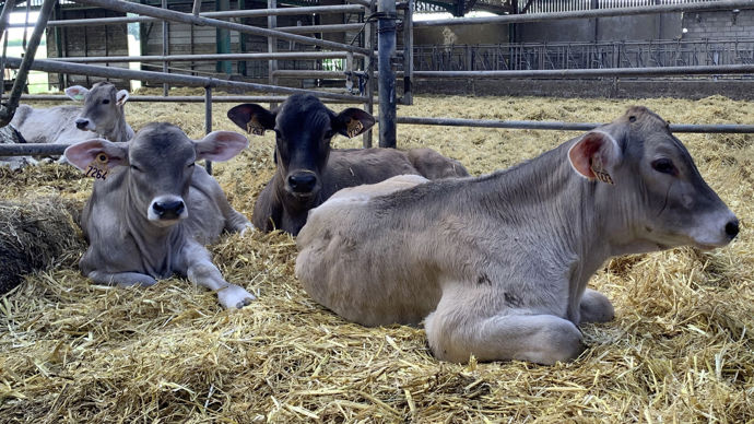 Allaitement. Dans un lot de veaux bruns, c'est le déclenchement du Dal qui générait des courants parasites au niveau de l'abreuvoir à palette.