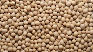 L'ambition de Vivadour est d'écouler environ 1 000 tonnes de soja. L'ambition de Vivadour est d'écouler environ 1 000 tonnes de soja.