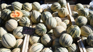 En août 2024, avec une demande plus présente en raison de conditions météo plus favorables, les prix du melon sont fermes et bien orientés. En août 2024, avec une demande plus présente en raison de conditions météo plus favorables, les prix du melon sont fermes et bien orientés.