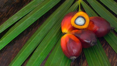La Malaisie, qui assure avec l'Indonésie plus de 80 % de la production mondiale d'huile de palme, a été frappée par des pluies torrentielles ces derniers jours. La Malaisie, qui assure avec l'Indonésie plus de 80 % de la production mondiale d'huile de palme, a été frappée par des pluies torrentielles ces derniers jours.