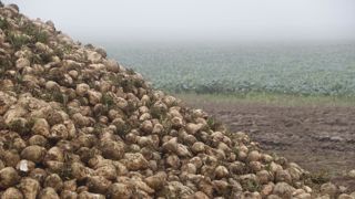 En 2024, le rendement moyen s'établiraient à 79 t/ha, selon la Confédération générale des planteurs de betteraves.