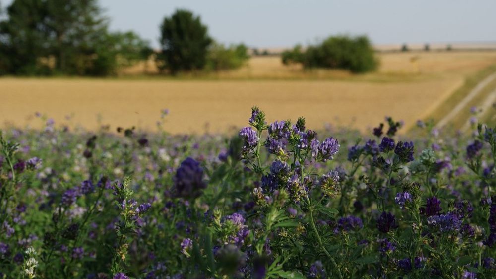 L'introduction de luzerne et l'autoconsommation de céréales en engraissement de JB n'améliorent pas les résultats économiques.