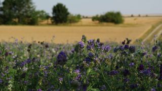 L'introduction de luzerne et l'autoconsommation de céréales en engraissement de JB n'améliorent pas les résultats économiques. L'introduction de luzerne et l'autoconsommation de céréales en engraissement de JB n'améliorent pas les résultats économiques.