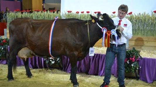 Collose, grande championne rouge flamande Sia 2013