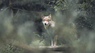 La Coordination rurale demande que les indices des loups soient relevés sur les lieux de prédation et pas seulement en période hivernale. La Coordination rurale demande que les indices des loups soient relevés sur les lieux de prédation et pas seulement en période hivernale.
