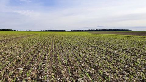 Agreste publie ses premières prévisions de surfaces pour la campagne 2024/25, celles-ci seront révisées en février prochain. Agreste publie ses premières prévisions de surfaces pour la campagne 2024/25, celles-ci seront révisées en février prochain.