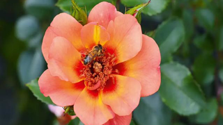 Rosa DECOROSIERS® BAIA®. Rosa DECOROSIERS® BAIA®.