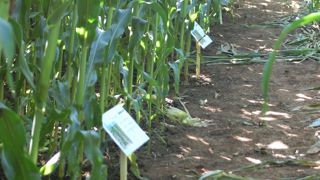 Les différences de rendement selon les écartements ont été amplifiées dans le cas de fortes densités.