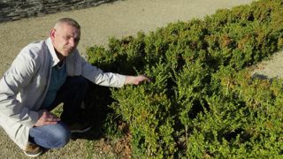 Pascal Binder apprécie le regarnissage des bordures du château d’Angers avec la variété BetterBuxus® ‘Renaissance'.